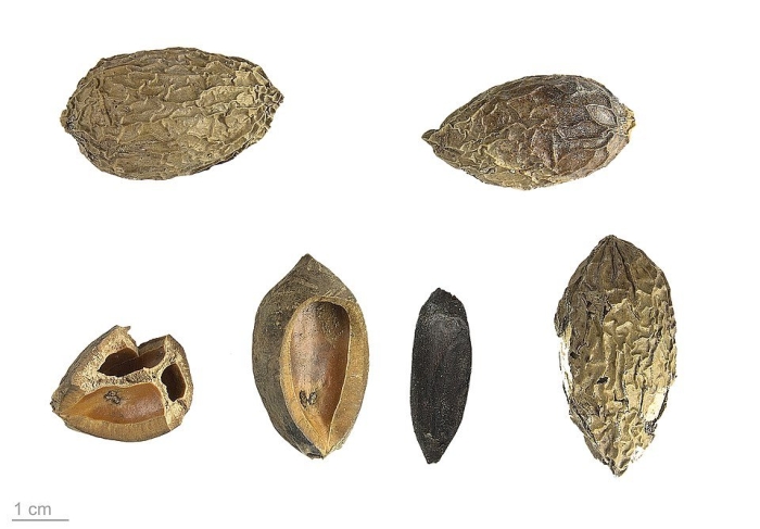 Орех серый juglans cinerea