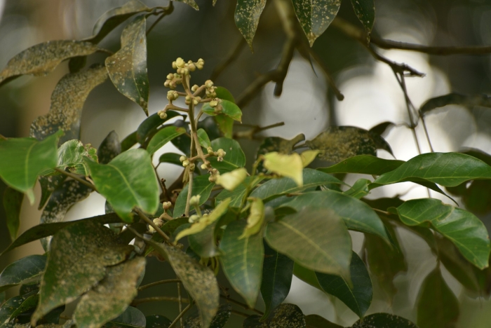 Цветение мангового дерева