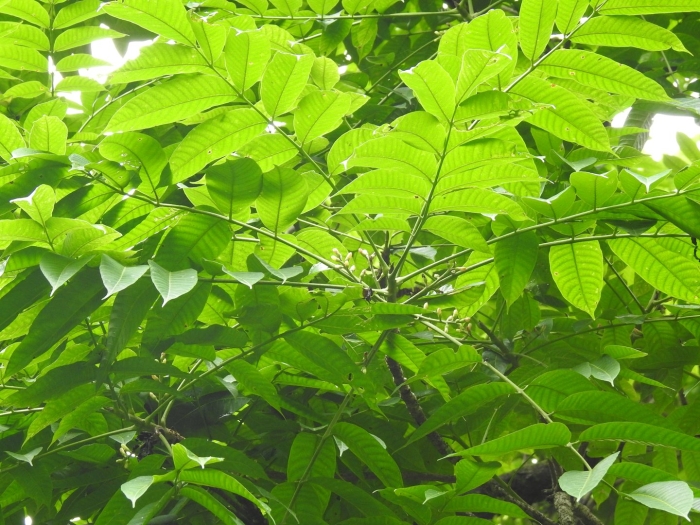 Орех маньчжурский juglans mandshurica