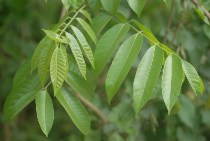 Лист дерева