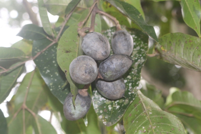 Канариум филиппинский дерево
