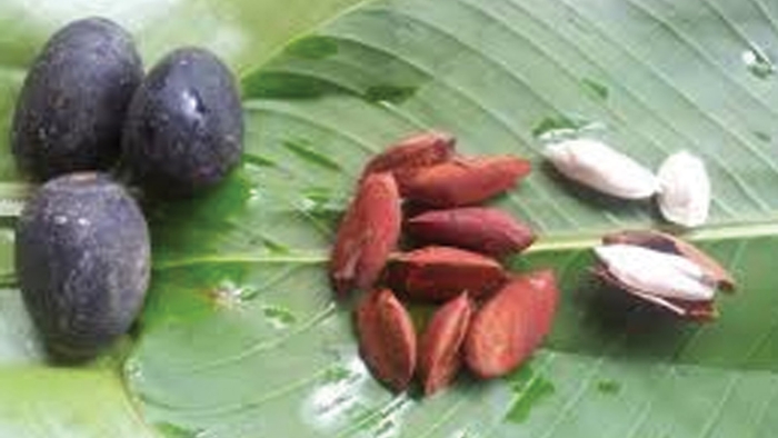 Канариум филиппинский