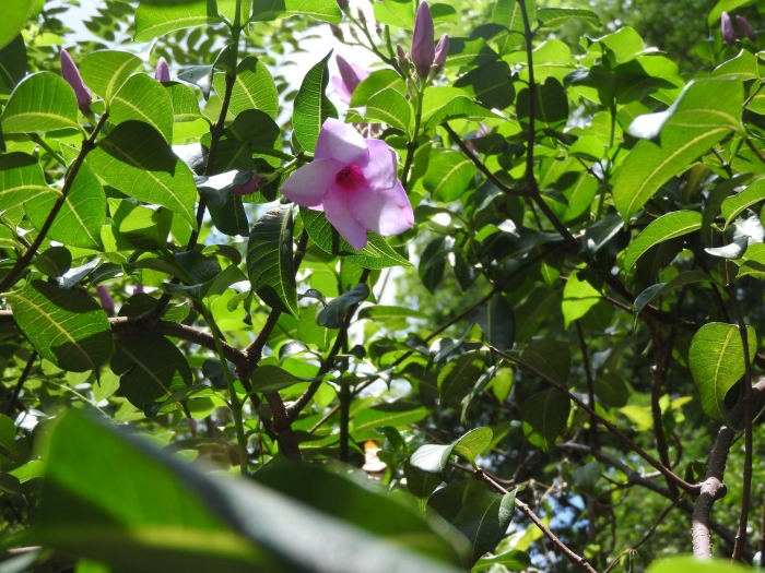 Cryptostegia madagascariensis