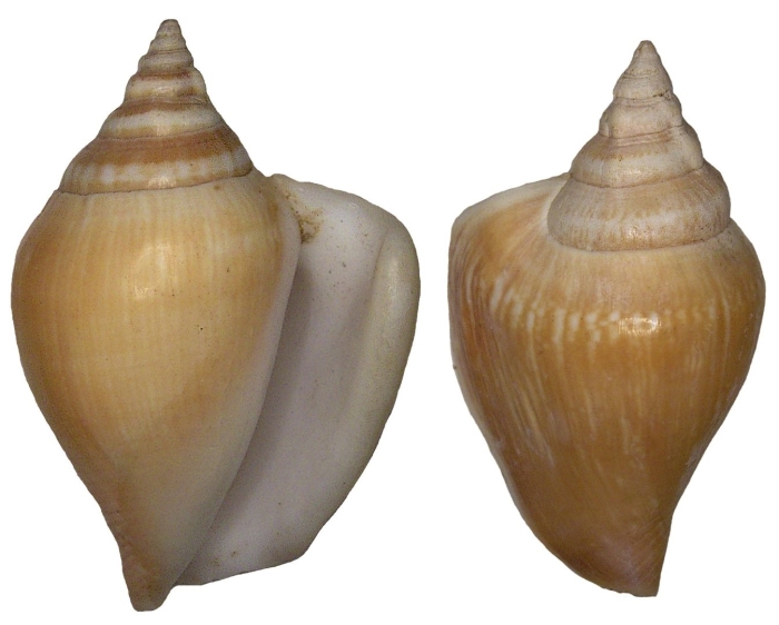 Стромбус канариум