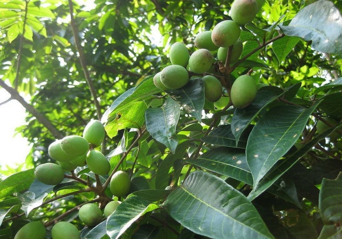 Элеми дерево