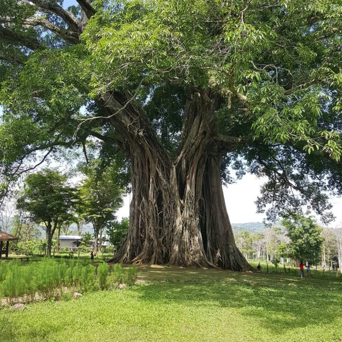 Баньян национальное дерево индии