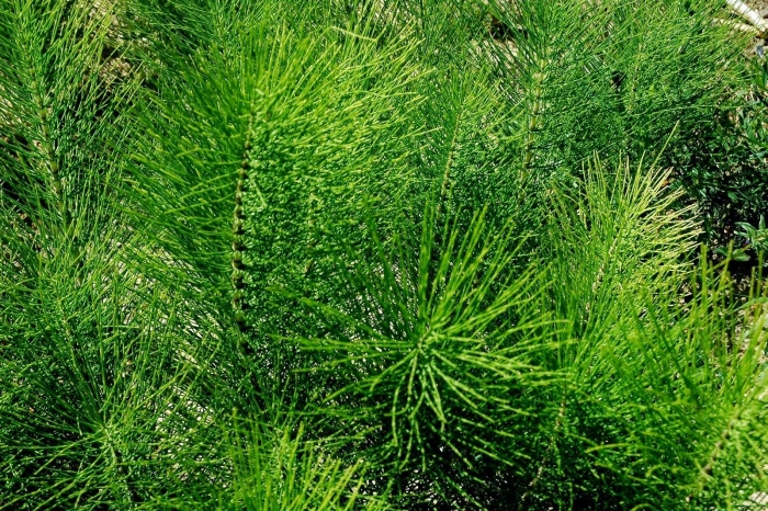 Equisetum telmateia