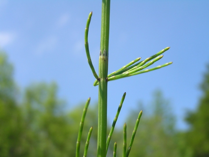 Equisetum palustre