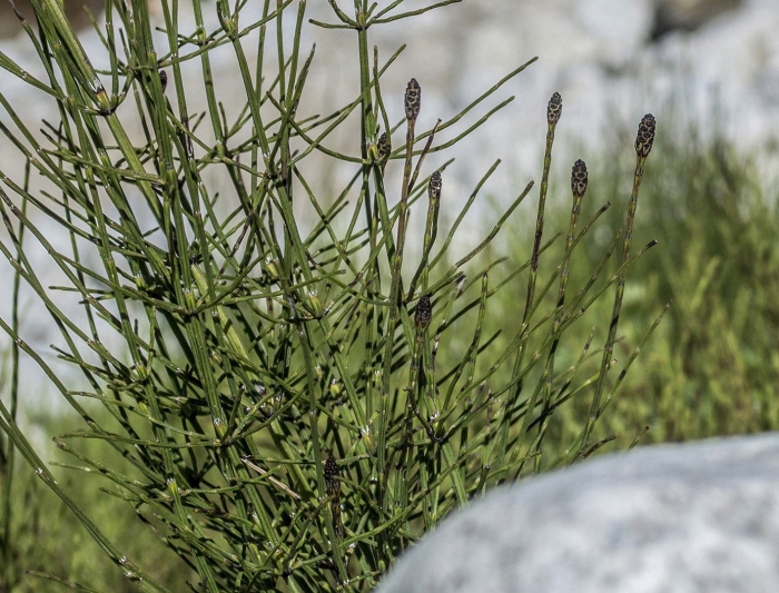 Equisetum arvense subsp. boreale