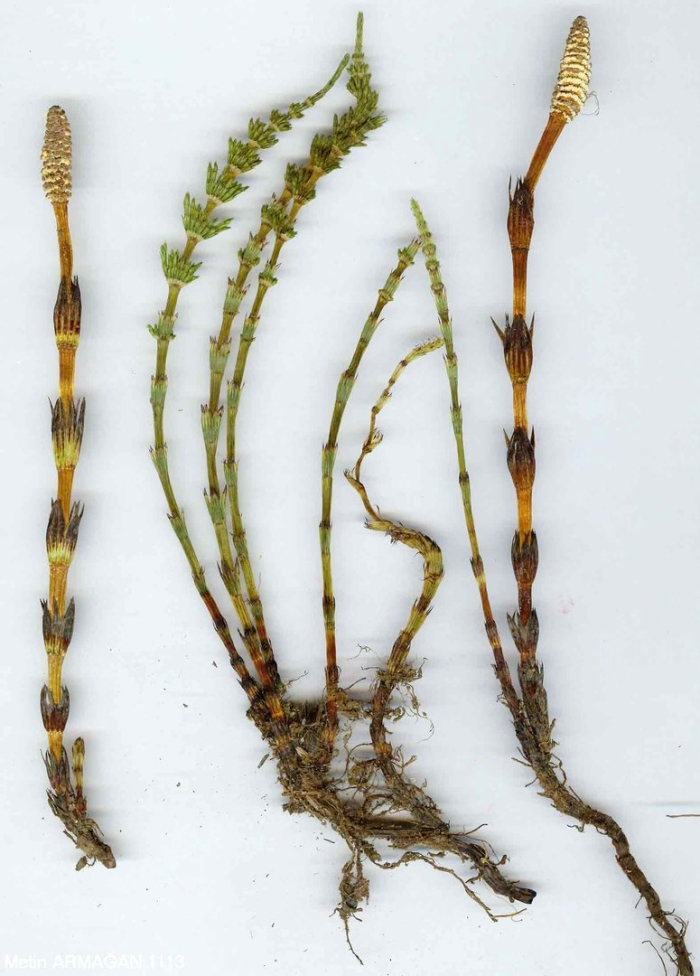 Болотный хвощ