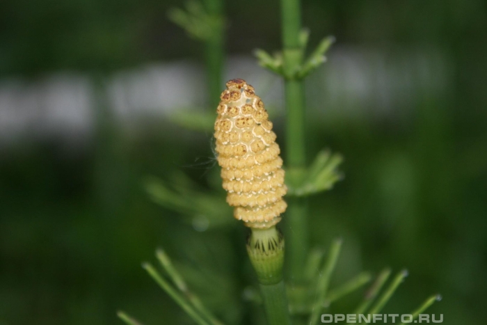 Horsetail spores