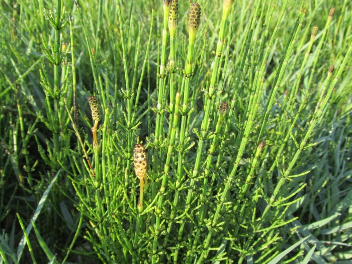 Хвощ полевой растение