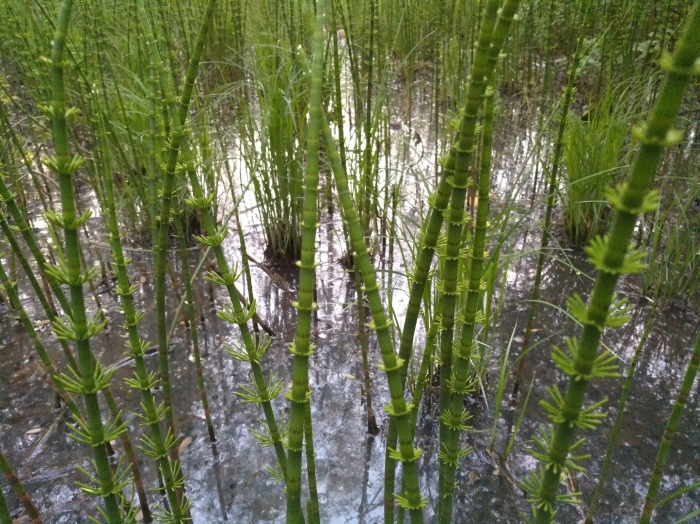 Equisetum hyemale