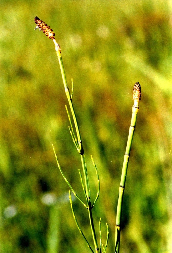 Хвощ полевой зимующий