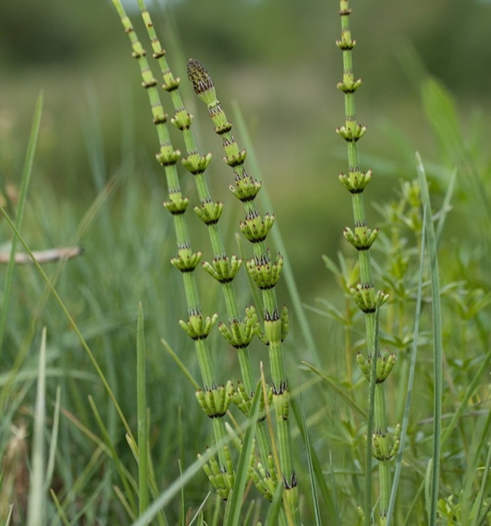 Хвощ болотный полевой