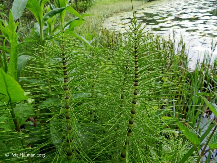 Хвощ водный