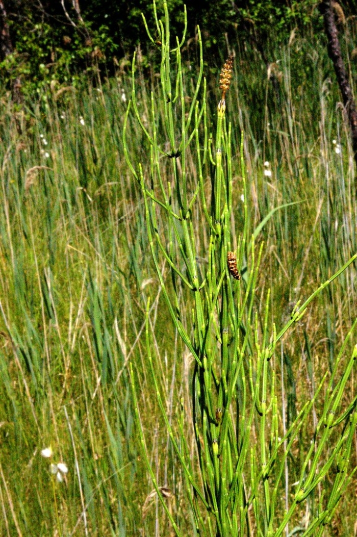 Хвоща полевого
