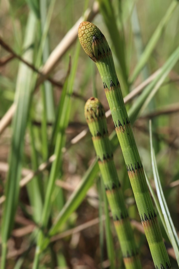 Equisetum laevigatum