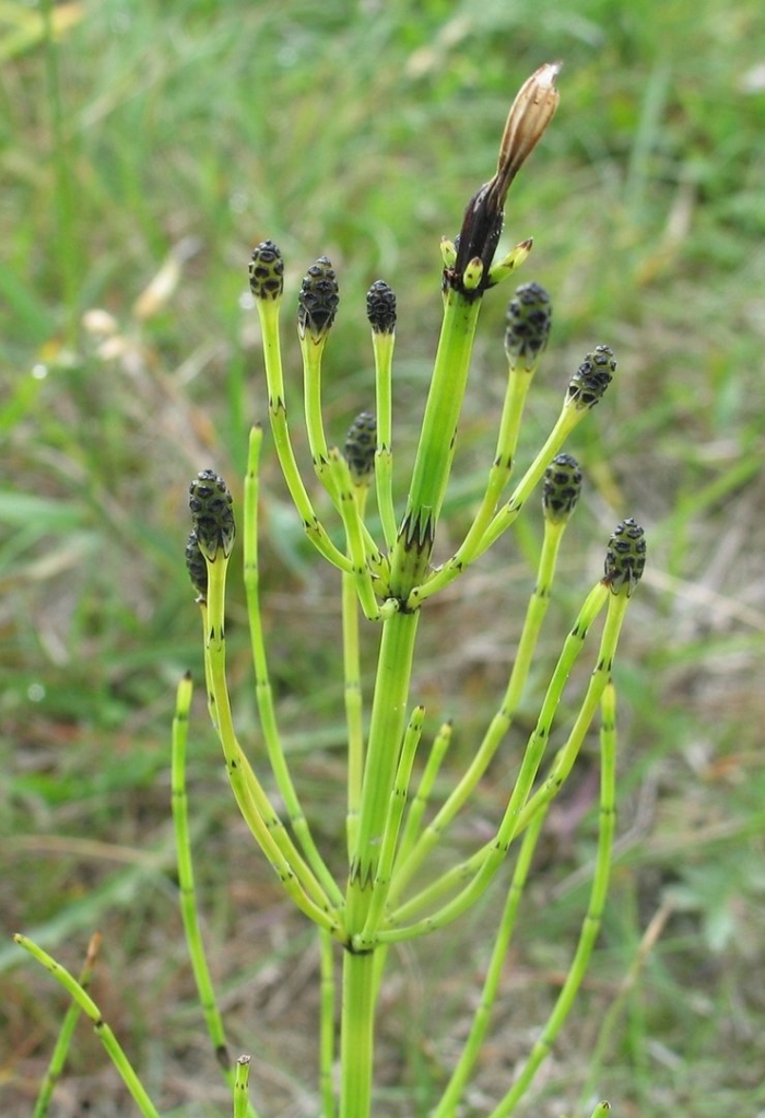 Хвощ болотный equisetum palustre