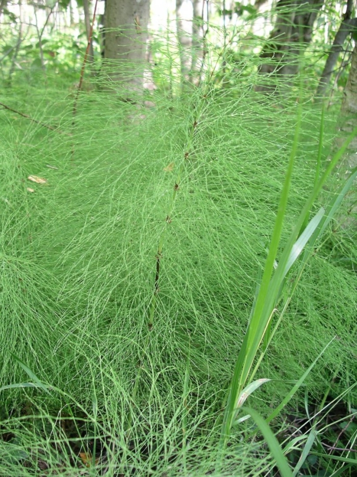Equisetum sylvaticum