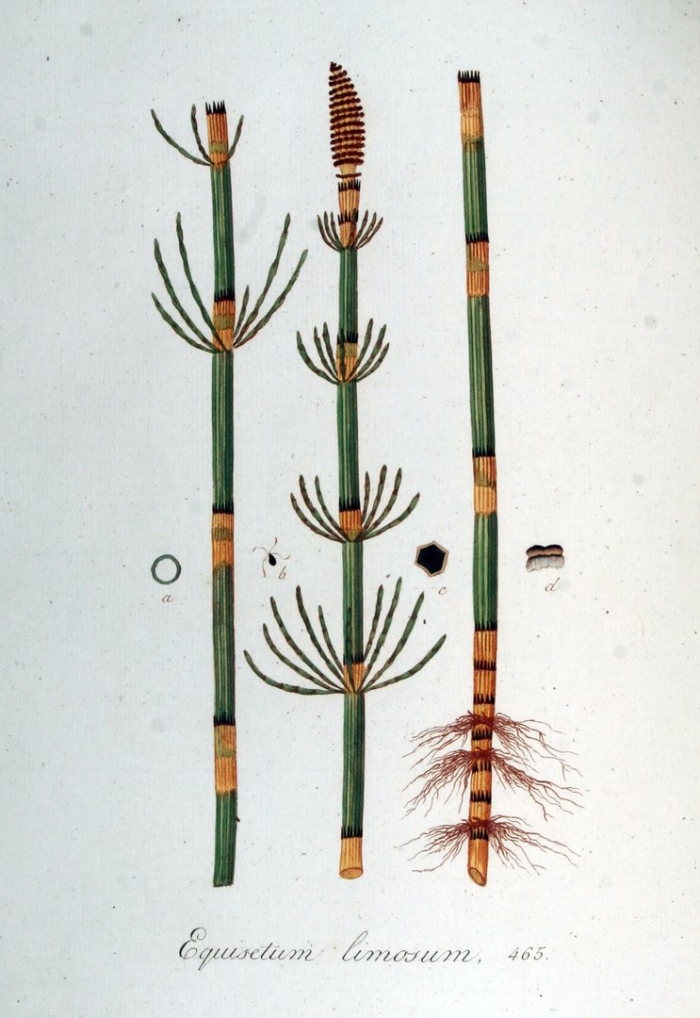 Хвощ болотный хвощевидные