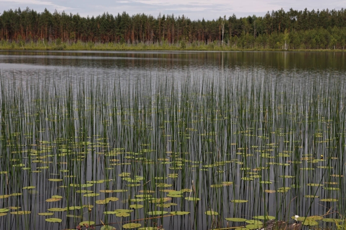 Хвощ речной
