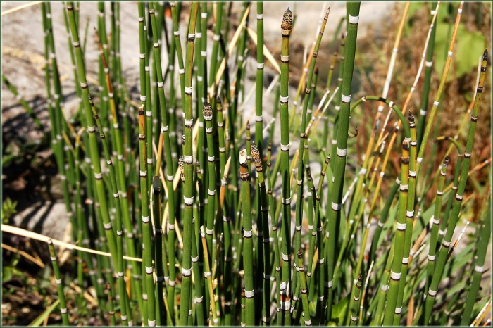 Хвощ зимующий equisetum hyemale