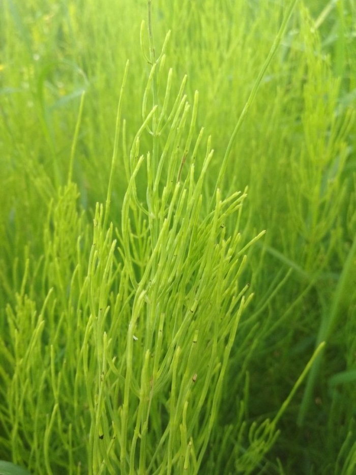 Полевой хвощ