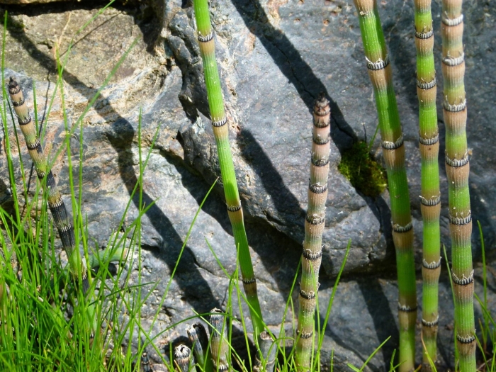 Equisetum robustum