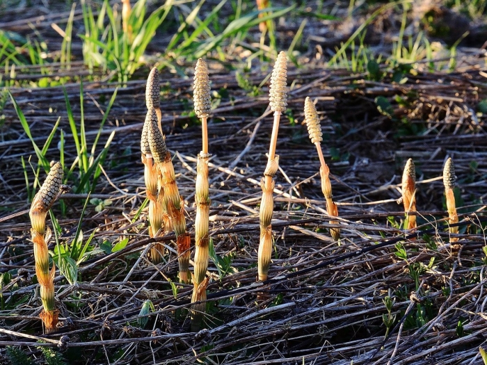 Хвощ полевой пестики