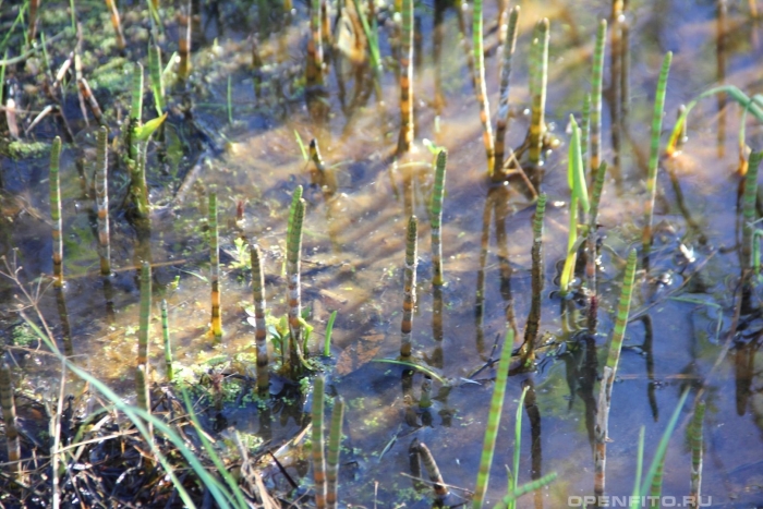 Хвощ камышовый