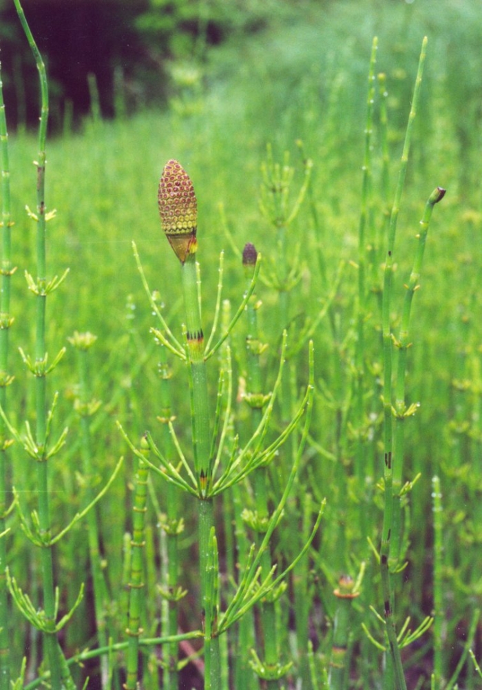 Хвощ луговой хвощевидные