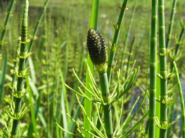 Хвощ болотный equisetum palustre