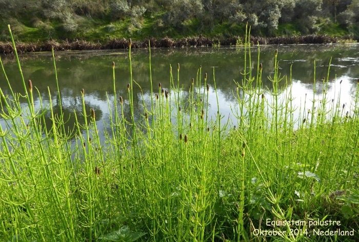 Хвощ болотный equisetum palustre