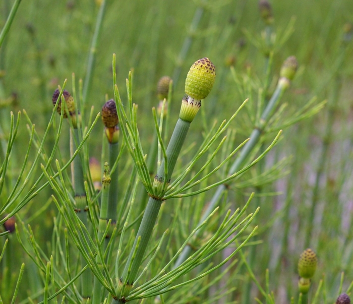 Equisetum myriochaetum