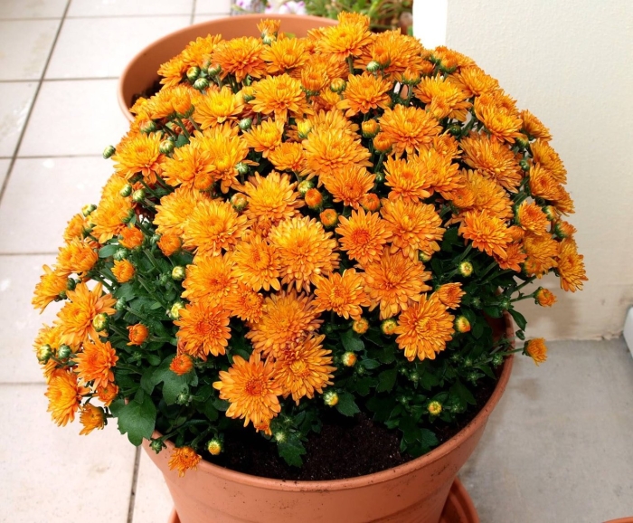 Хризантема мультифлора бранбич оранж