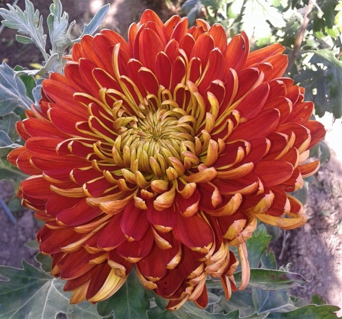 Хризантема фуджи