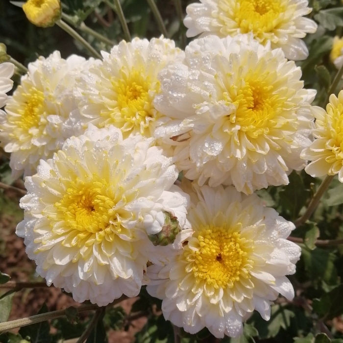 Хризантема корейская элен вайт