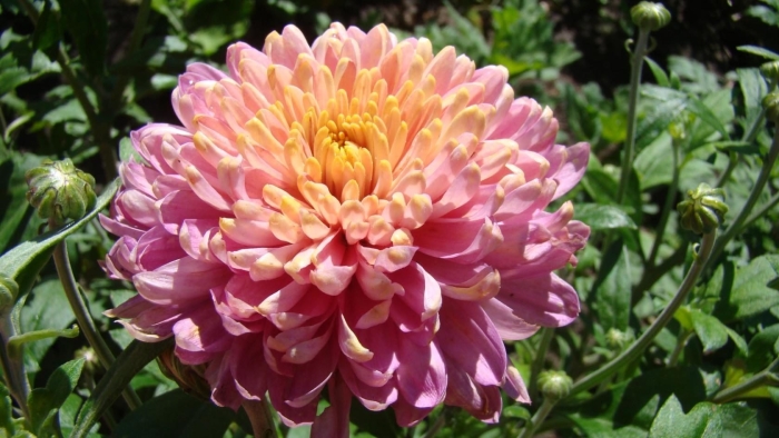 Хризантема фуджи роуз