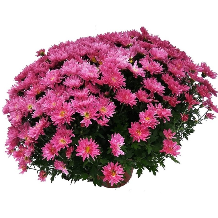 Хризантем мультифлора