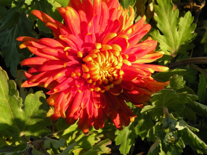 Хризантема корейская шапка мономаха