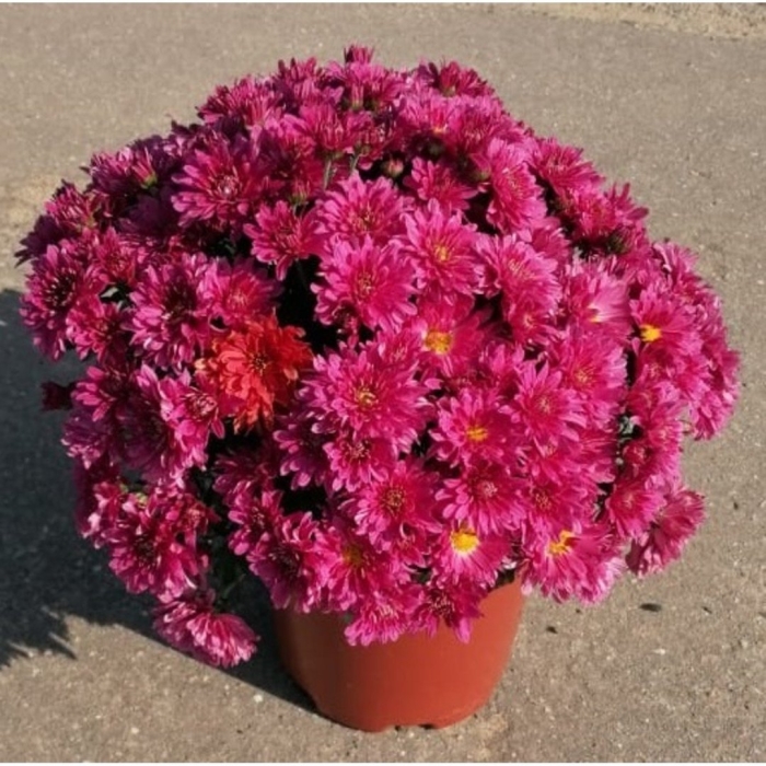 Хризантема мультифлора бранроял