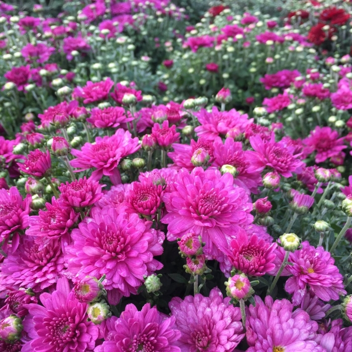 Хризантема мультифлора брансаунд пурпл