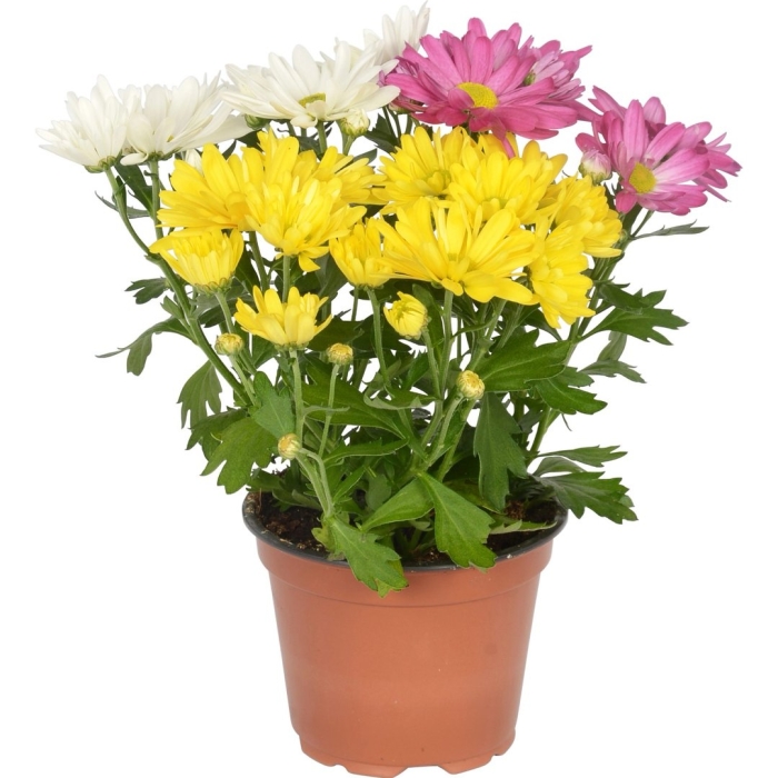 Хризантема микс 12д. 25cм