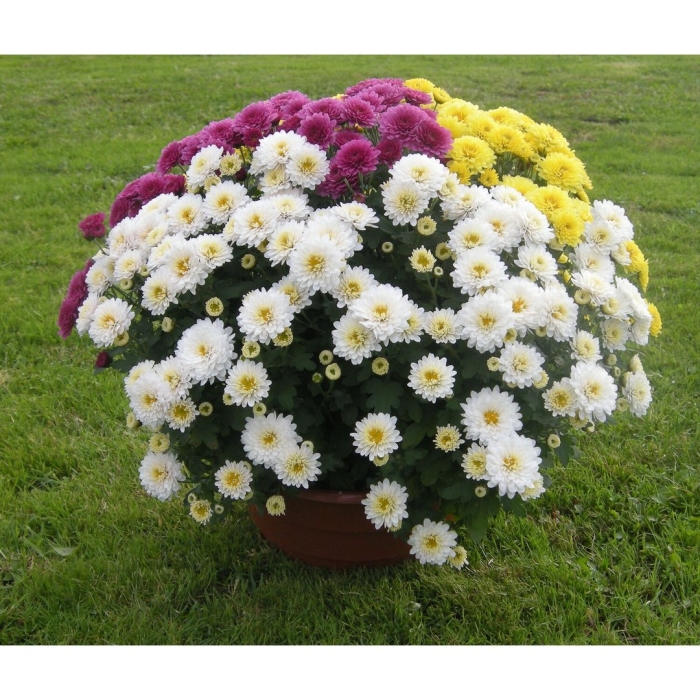 Хризантема мультифлора шаровидная многолетняя