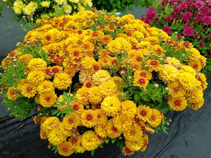 Хризантема мультифлора элиса