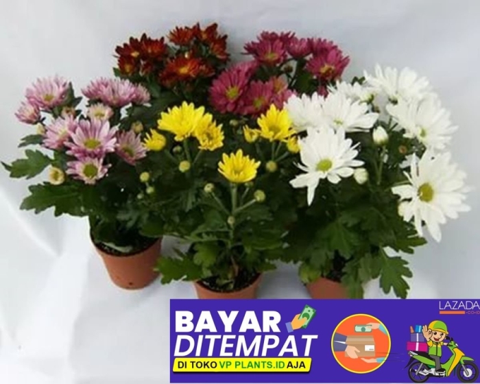 Хризантема комнатная аджани