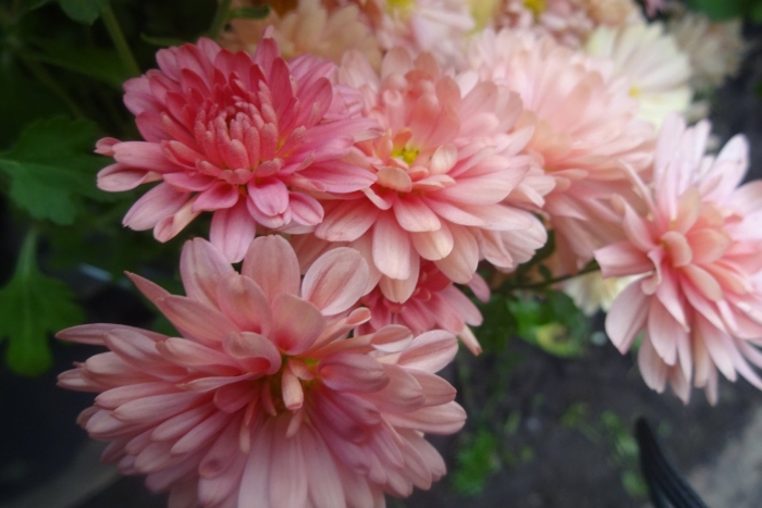 Хризантема индийская фуджи сноу