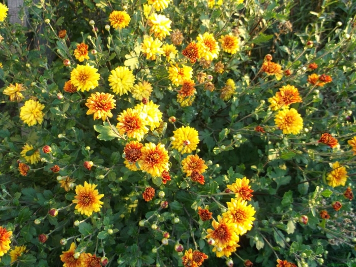 Хризантема садовая мультифлора