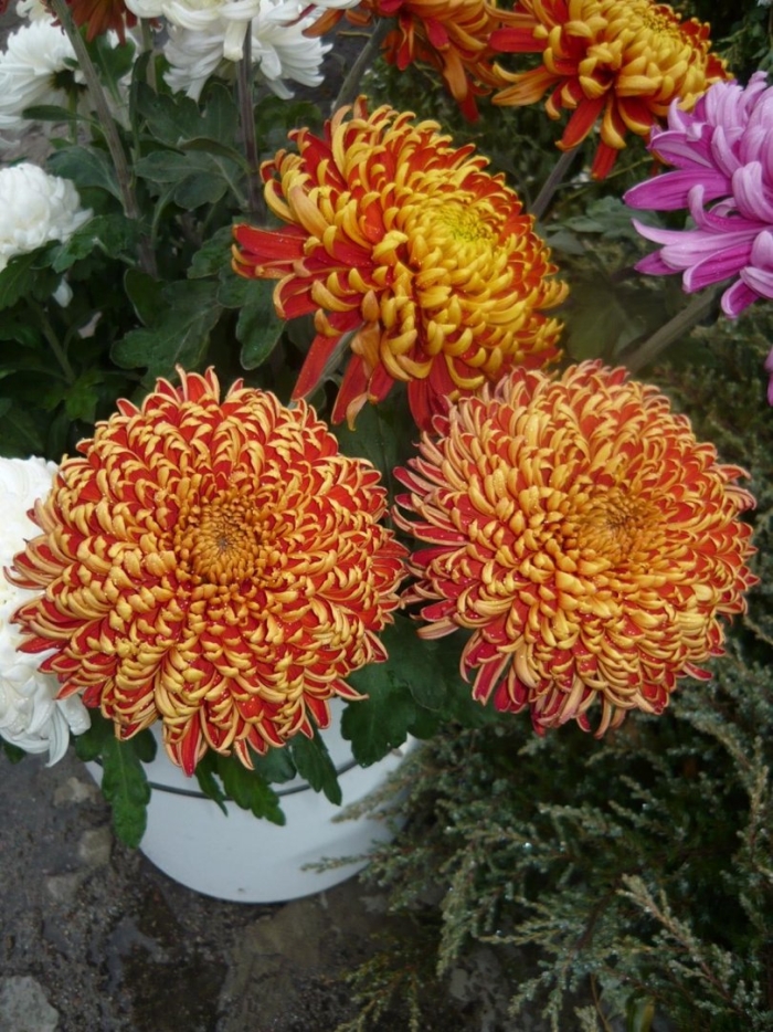 Хризантема россано оранж